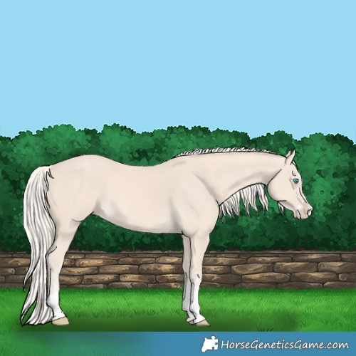 Horse Color:Cremello Splash  and Cremello Splash