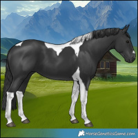 Horse Color:Black Tobiano 