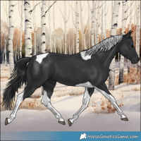 Horse Color:Black Tobiano