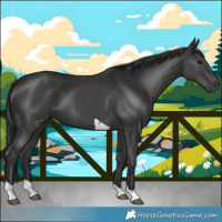 Horse Color:Black Tobiano