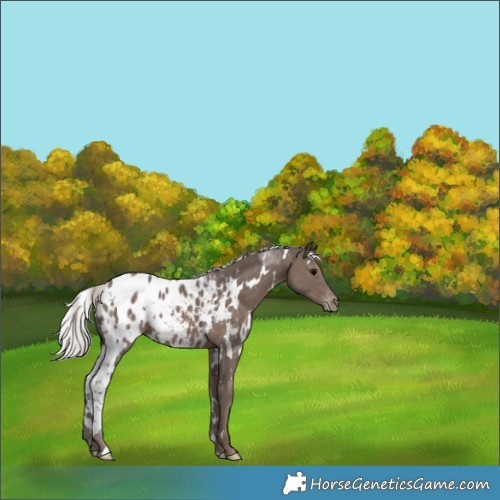 Horse Color:White Spotted Silver Black Appaloosa 