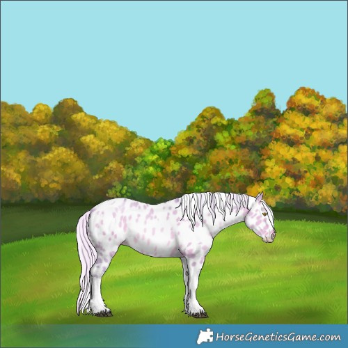 Horse Color:Watercolor White Spotted Silver Brown Pearl Dun Tobiano Near Leopard Rabicano 