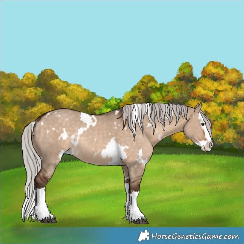 Horse Color:White Spotted Silver Brown Dun Sabino Splash Rabicano 