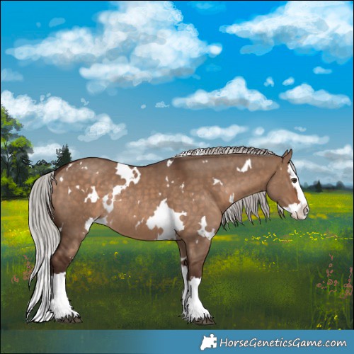 Horse Color:White Spotted Silver Brown Dun Sabino Splash Rabicano 