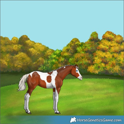 Horse Color:White Spotted Silver Bay Splash Tobiano 