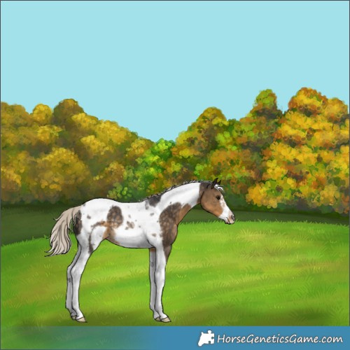 Horse Color:Silver Smoky Black Tobiano Frame Rabicano 