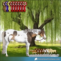 Horse Color:Silver Smoky Black Tobiano Frame Rabicano 