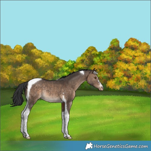 Horse Color:Brown Dun Tobiano Appaloosa Rabicano 