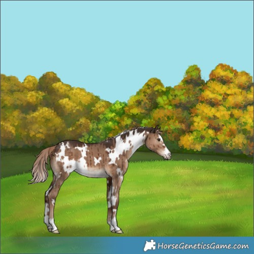 Horse Color:White Spotted Liver Red Dun Brindle 
