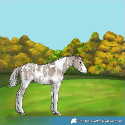 Horse Color:White Spotted Silver Grullo Sabino 