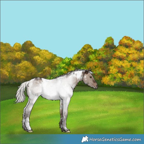 Horse Color:White Spotted Silver Brown Dun Mushroom 