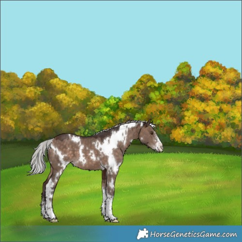 Horse Color:White Spotted Silver Brown Dun Mushroom Sabino 