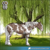 Horse Color:White Spotted Silver Brown Dun Mushroom Sabino 