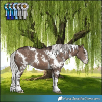 Horse Color:White Spotted Silver Brown Dun Mushroom Sabino