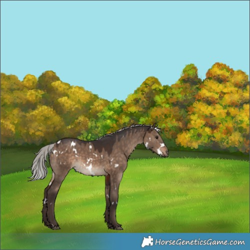 Horse Color:White Spotted Silver Brown Dun 