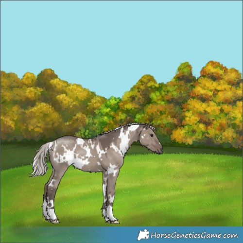 Horse Color:White Spotted Silver Grullo 