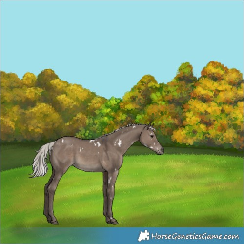 Horse Color:White Spotted Silver Grullo 