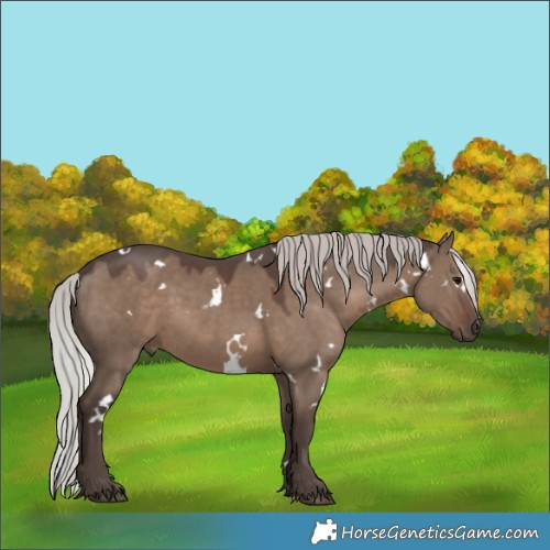 Horse Color:White Spotted Silver Grullo 