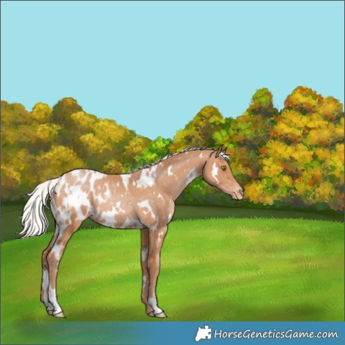 Horse Color:White Spotted Silver Brown Pearl Appaloosa Rabicano 