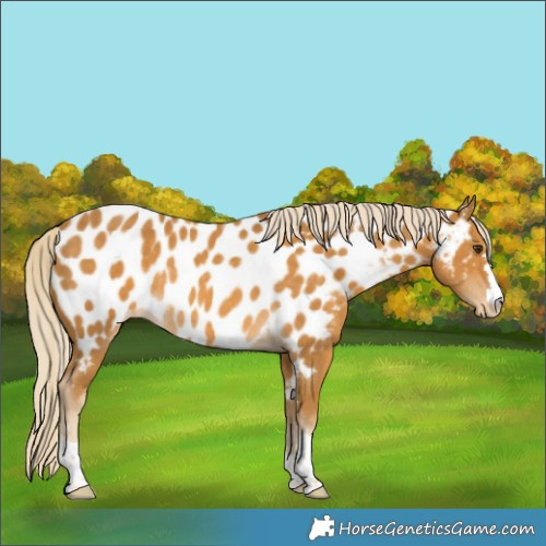 Horse Color:Palomino Appaloosa Rabicano 