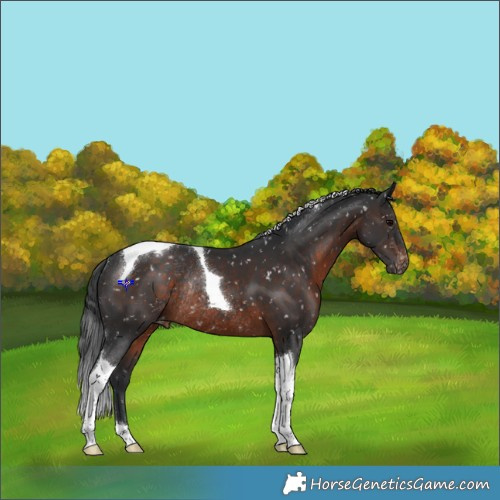 Horse Color:Brown Tobiano Appaloosa Rabicano 