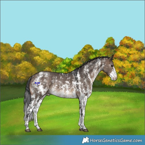 Horse Color:Brown Dun Sabino Appaloosa Rabicano 