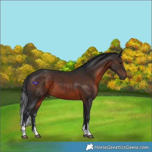 Horse Color:Brown Sabino Rabicano 