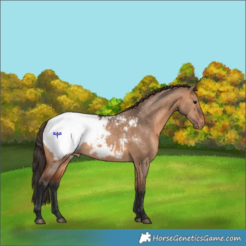 Horse Color:Bay Dun Appaloosa Rabicano 