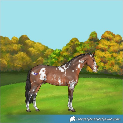 Horse Color:White Spotted Bay Sabino Rabicano 
