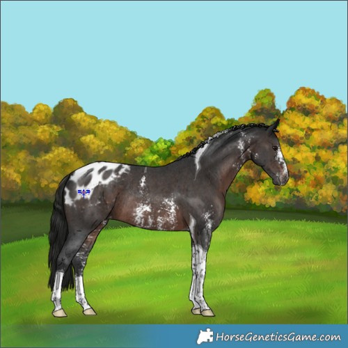Horse Color:Gray Brown Sabino Tobiano Appaloosa Rabicano 