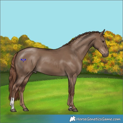 Horse Color:Liver Red Dun Tobiano 