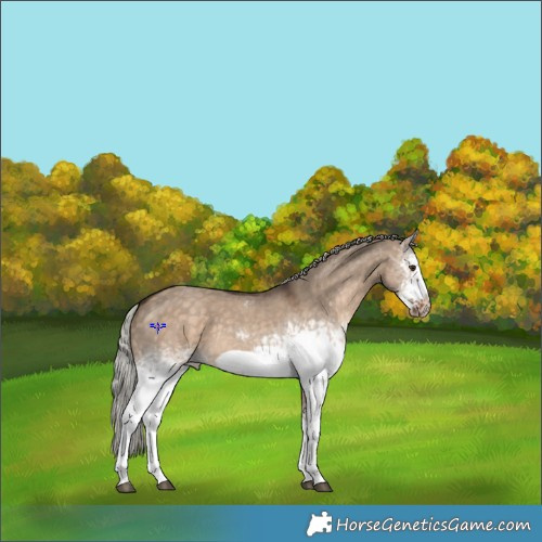 Horse Color:White Spotted Silver Brown Dun Sabino Frame Rabicano 