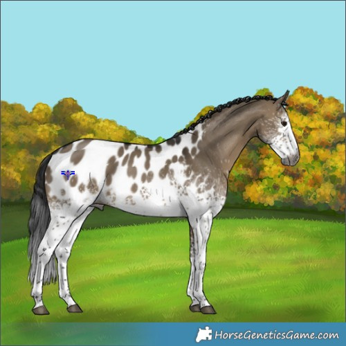 Horse Color:Gray White Spotted Brown Dun Sabino Near Leopard Rabicano 