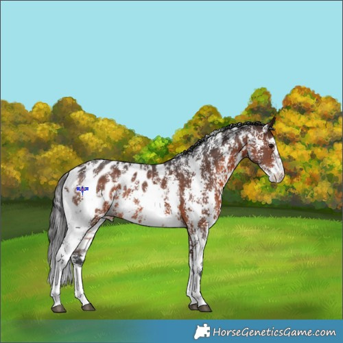 Horse Color:Brown Sabino Appaloosa Rabicano 