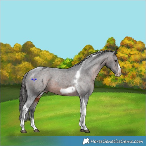 Horse Color:Brown Tobiano Frame Appaloosa 