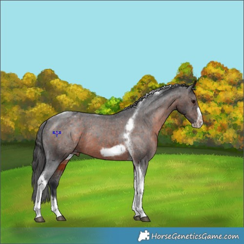 Horse Color:Brown Tobiano Frame Appaloosa 