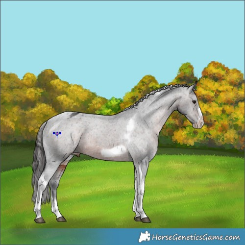Horse Color:Brown Tobiano Frame Appaloosa 