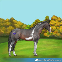 Horse Color:Brown Tobiano Frame Varnish