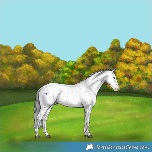 Horse Color:Brown Sabino Rabicano 