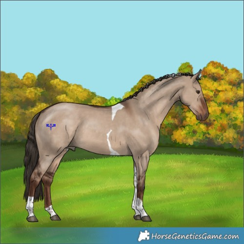 Horse Color:Liver Red Dun Tobiano 