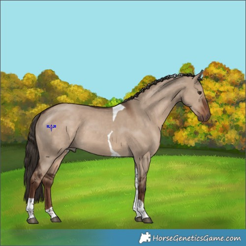 Horse Color:Liver Red Dun Tobiano 