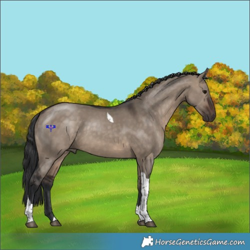 Horse Color:Brown Dun Tobiano 