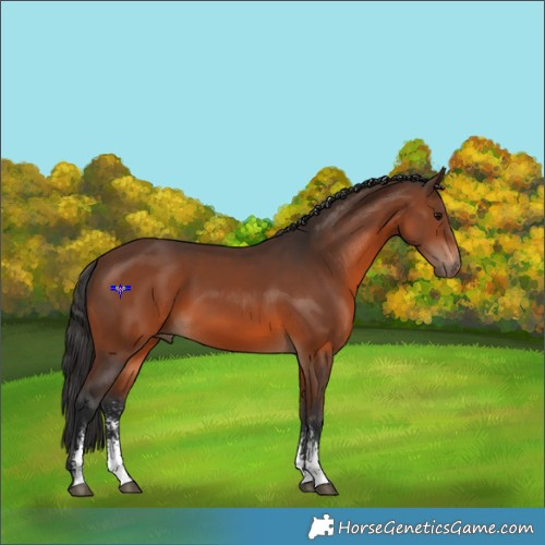 Horse Color:Brown Sabino 