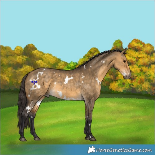 Horse Color:White Spotted Buckskin Dun 