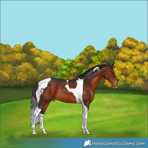 Horse Color:Brown Tobiano Appaloosa Rabicano 