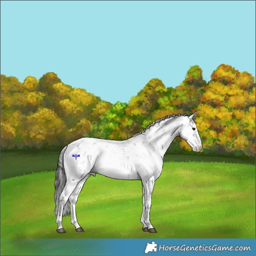 Horse Color:Black Sabino 