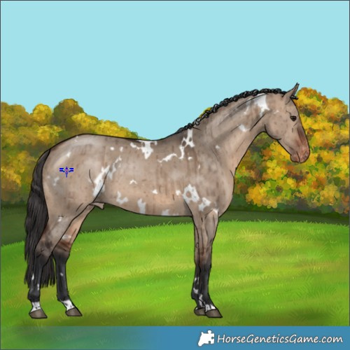 Horse Color:White Spotted Bay Dun Appaloosa Brindle 