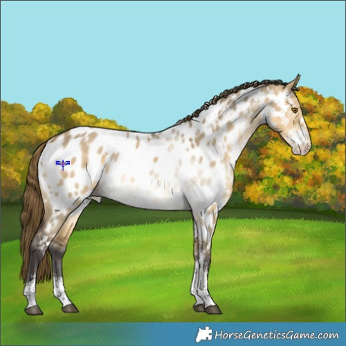 Horse Color:White Spotted Buckskin Dun Mushroom Sabino Appaloosa Rabicano 