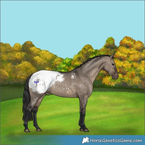 Horse Color:Brown Dun Appaloosa Rabicano 