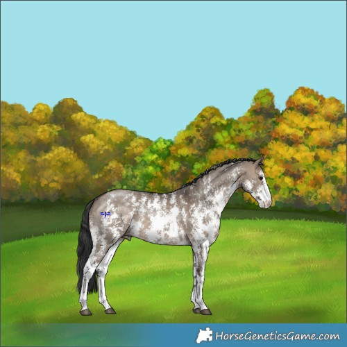 Horse Color:Brown Dun Sabino 